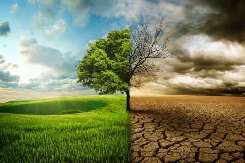 Tree in leaf and in drought by Kevin Carden. Used by Permission.